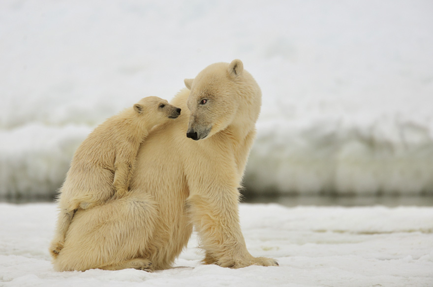 Cute, baby polar bear, photography, animal, cub, adorable, amazing, playing, snow