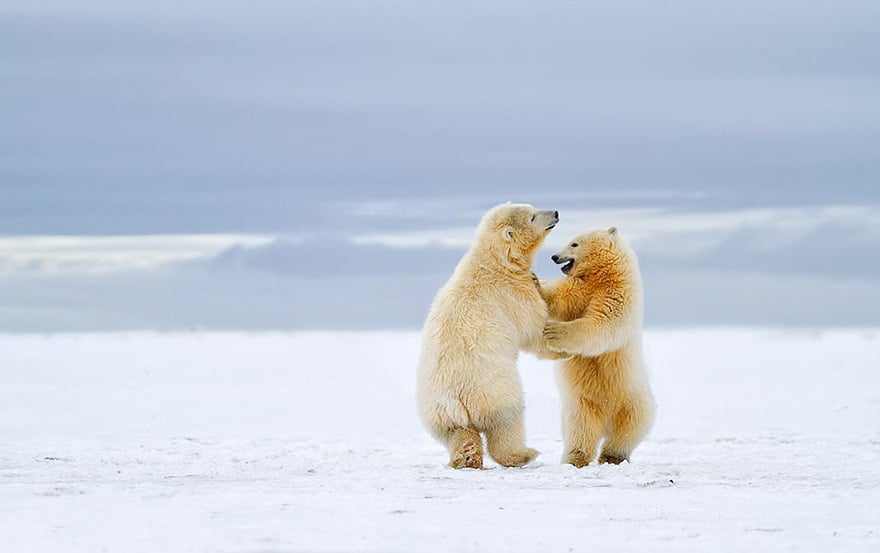 Cute, baby polar bear, photography, animal, cub, adorable, amazing, playing, snow