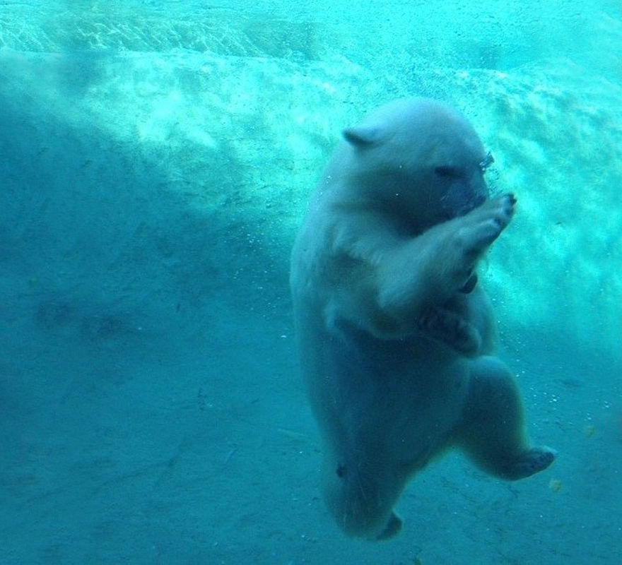 Cute, baby polar bear, photography, animal, cub, adorable, amazing, playing, snow