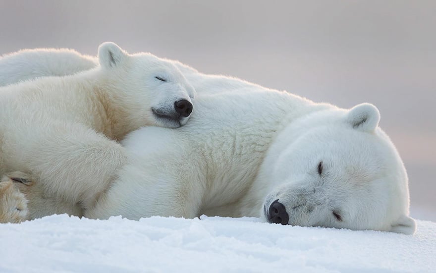 16 Adorable Pics Of Baby Polar Bear No 5 Is My Fav Reckon Talk