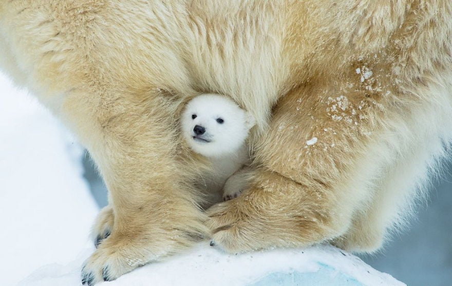 Cute, baby polar bear, photography, animal, cub, adorable, amazing, playing, snow