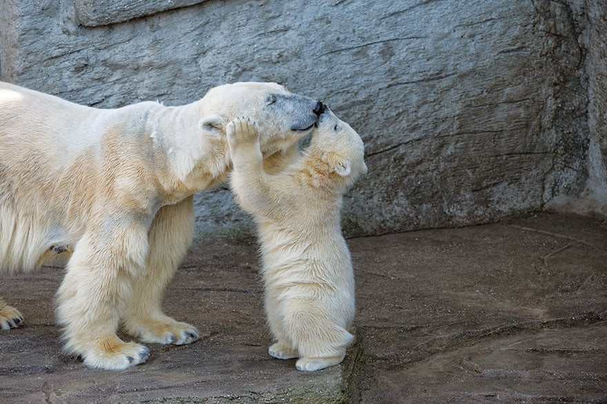 Cute, baby polar bear, photography, animal, cub, adorable, amazing, playing, snow