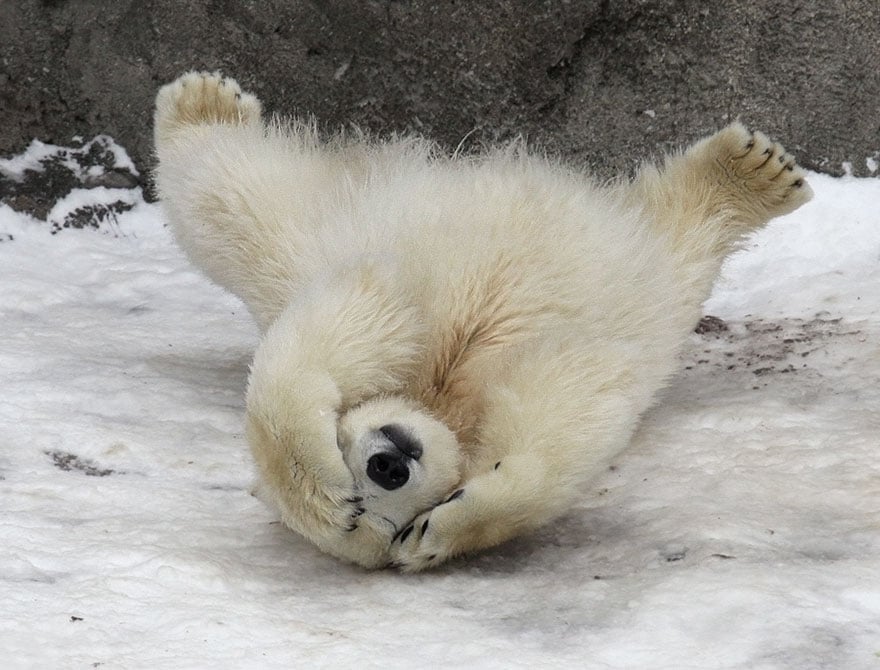 Cute, baby polar bear, photography, animal, cub, adorable, amazing, playing, snow