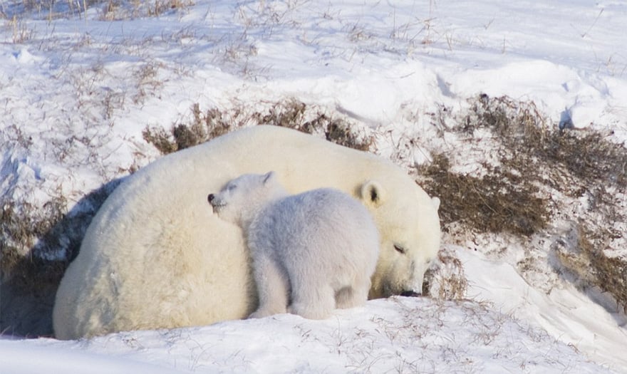 Cute, baby polar bear, photography, animal, cub, adorable, amazing, playing, snow