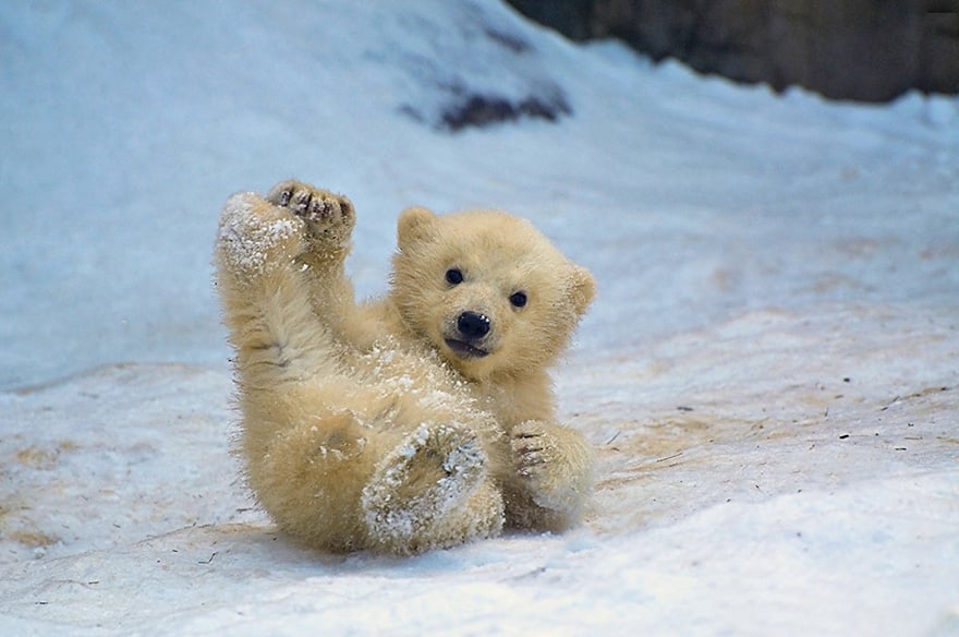 16 Adorable Pics of Baby Polar Bear No. 5 Is My Fav. Reckon Talk