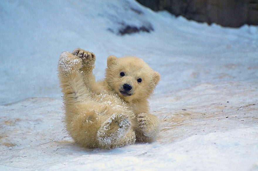 Cute, baby polar bear, photography, animal, cub, adorable, amazing, playing, snow