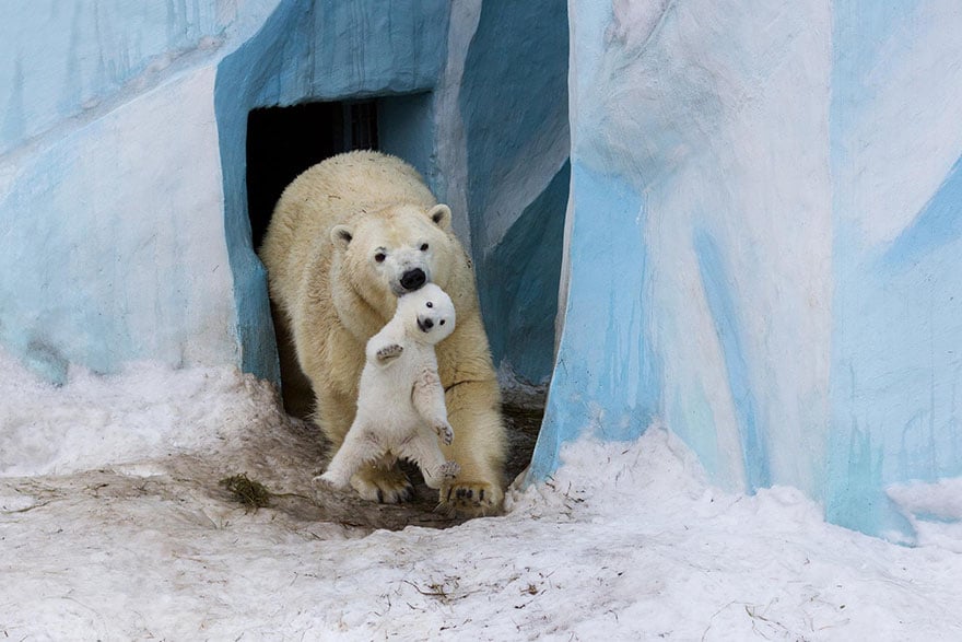 Cute, baby polar bear, photography, animal, cub, adorable, amazing, playing, snow