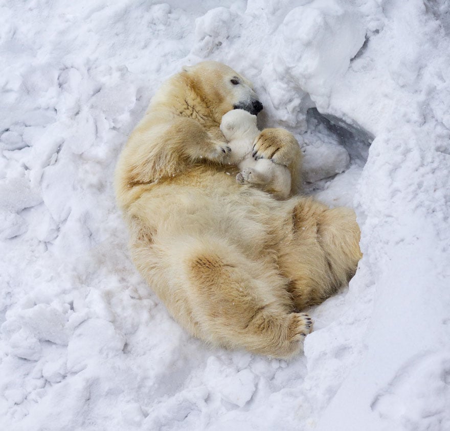 Cute, baby polar bear, photography, animal, cub, adorable, amazing, playing, snow