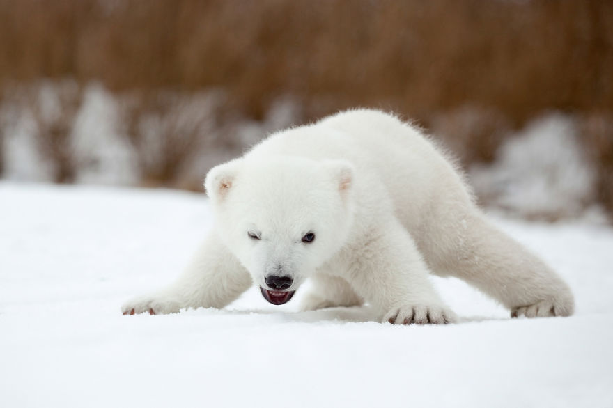 Cute, baby polar bear, photography, animal, cub, adorable, amazing, playing, snow