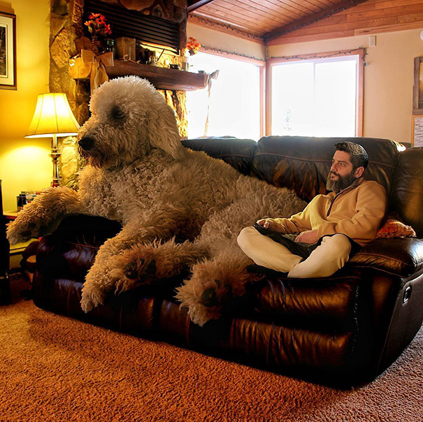 16 incredible pics of giant dog  just awesome (1)