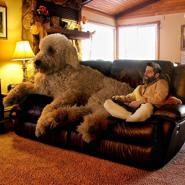 16 Incredible Pics of Giant Dog  Just Awesome (1)