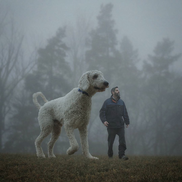 16 Incredible Pics of Giant Dog  Just Awesome (11)