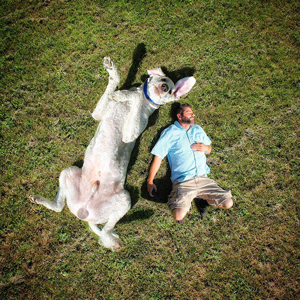 16 Incredible Pics of Giant Dog  Just Awesome (12)