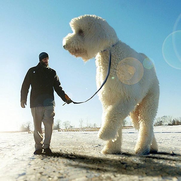 16 incredible pics of giant dog  just awesome (13)