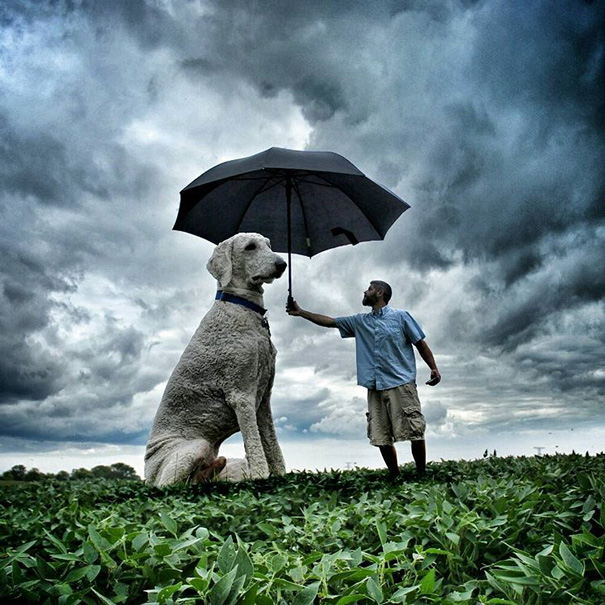 16 Incredible Pics of Giant Dog  Just Awesome (14)