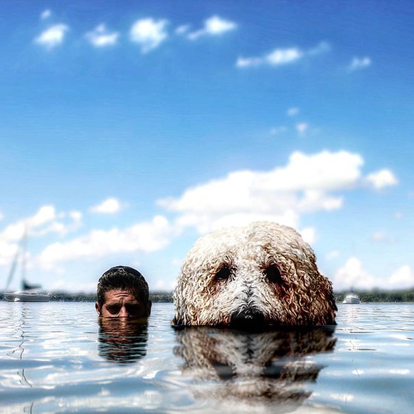 16 incredible pics of giant dog  just awesome (15)