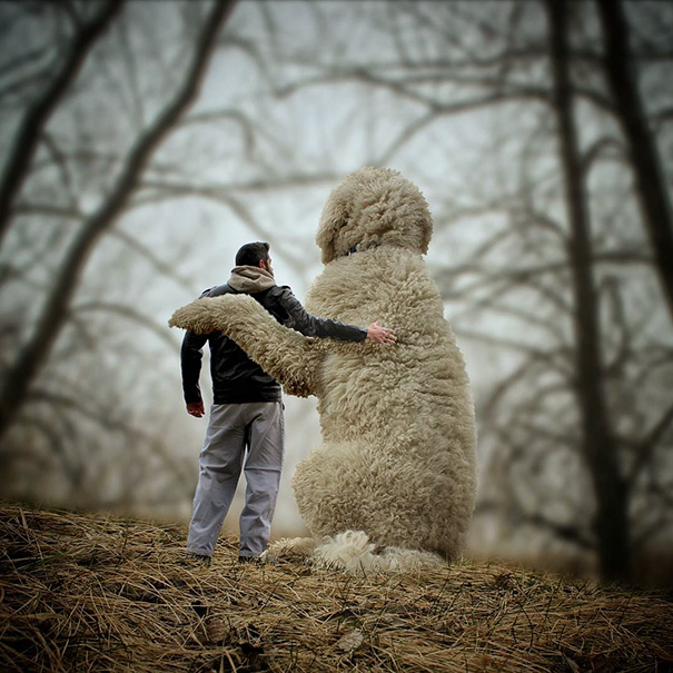 16 incredible pics of giant dog  just awesome (16)