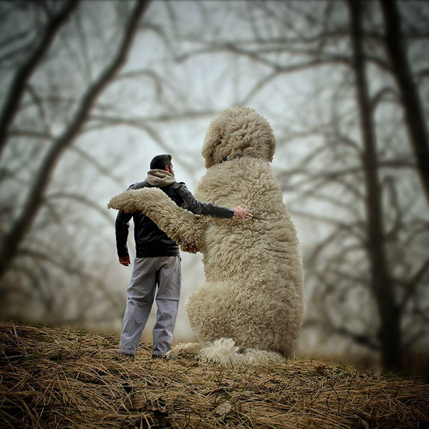 16 Incredible Pics of Giant Dog  Just Awesome (16)