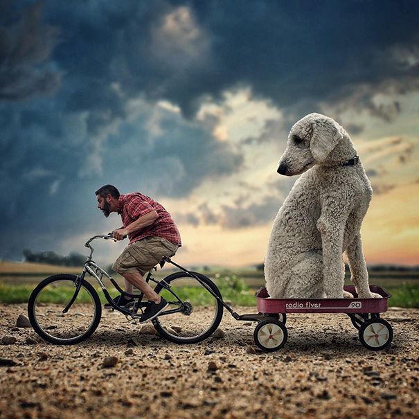 16 incredible pics of giant dog  just awesome (2)