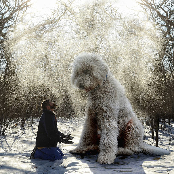 16 Incredible Pics of Giant Dog  Just Awesome (4)
