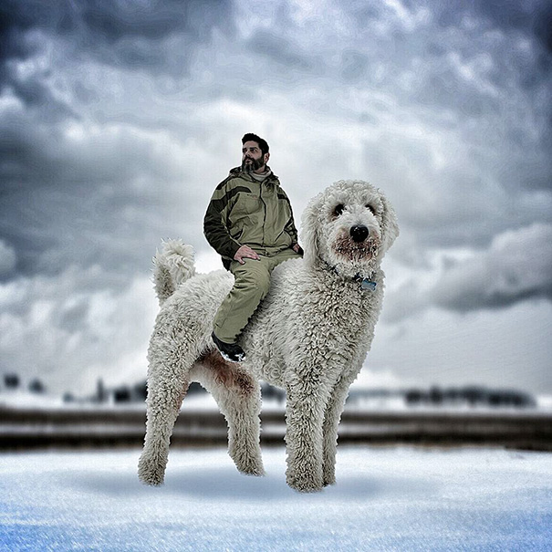 16 incredible pics of giant dog  just awesome (6)