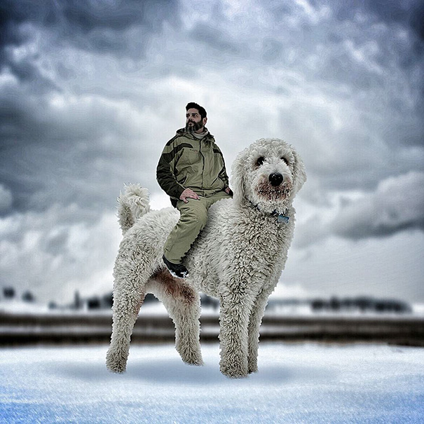 16 Incredible Pics of Giant Dog  Just Awesome (6)