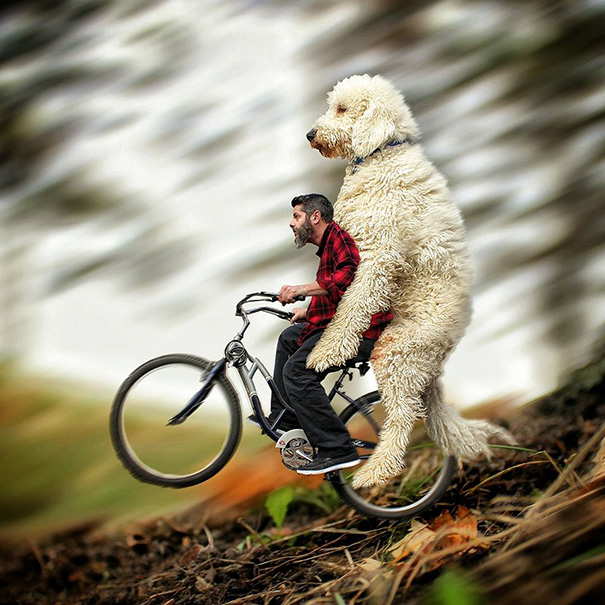 16 incredible pics of giant dog  just awesome (7)