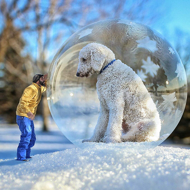 16 Incredible Pics of Giant Dog  Just Awesome (8)