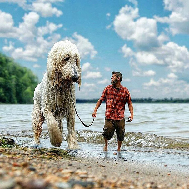 16 incredible pics of giant dog  just awesome (9)