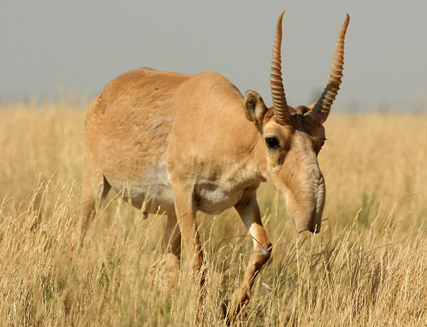 animal, unusual animals, weird, less known animal, less famous animal, endangered animals, strange animals, sea creatures