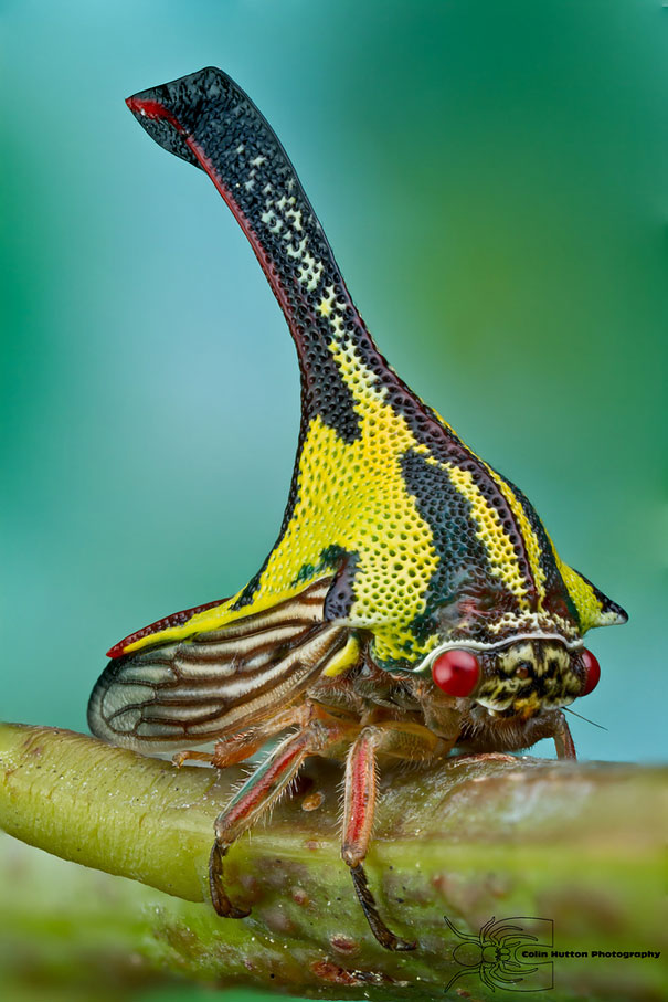 animal, unusual animals, weird, less known animal, less famous animal, endangered animals, strange animals, sea creatures