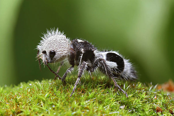animal, unusual animals, weird, less known animal, less famous animal, endangered animals, strange animals, sea creatures