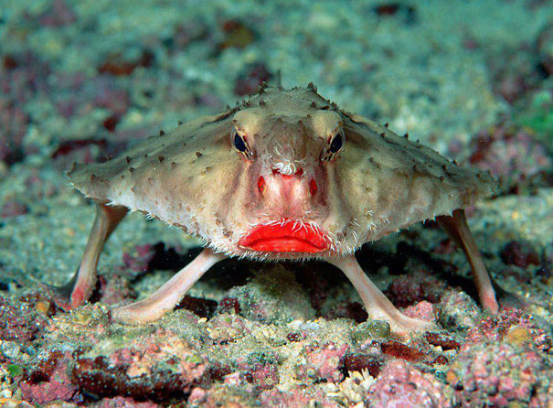 animal, unusual animals, weird, less known animal, less famous animal, endangered animals, strange animals, sea creatures