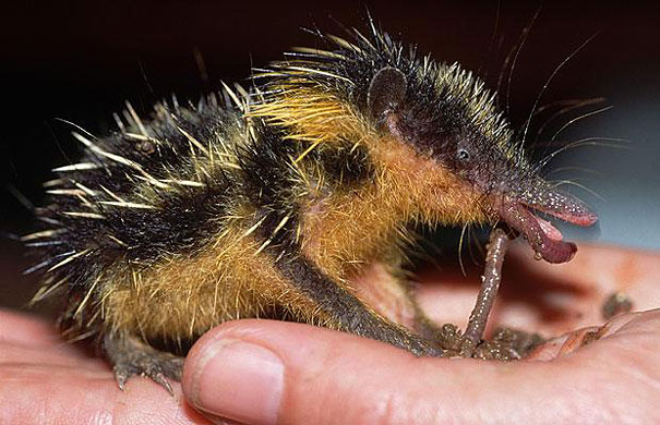 animal, unusual animals, weird, less known animal, less famous animal, endangered animals, strange animals, sea creatures