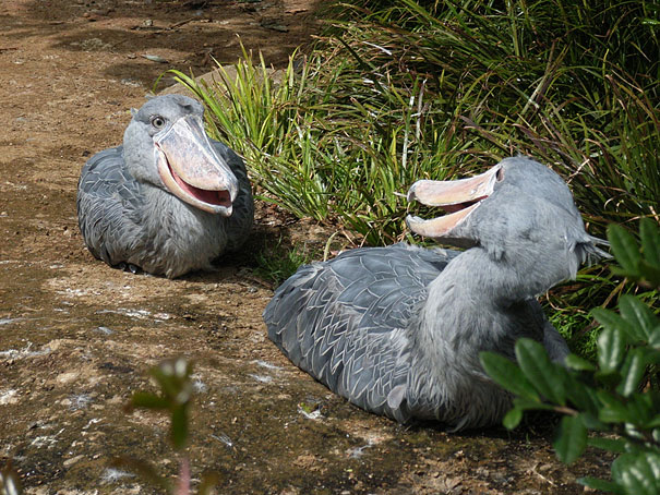 20 Strange, Weird & Ugly Animals That You Didn't Know ...