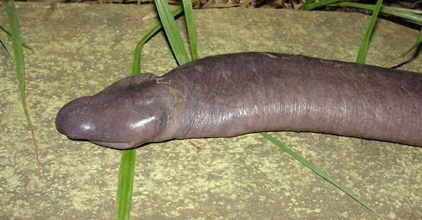 animal, unusual animals, weird, less known animal, less famous animal, endangered animals, strange animals, sea creatures