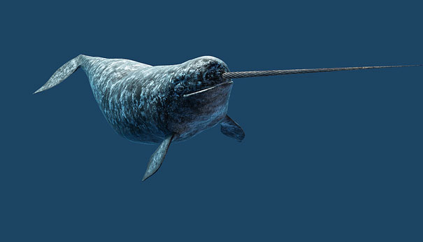 animal, unusual animals, weird, less known animal, less famous animal, endangered animals, strange animals, sea creatures