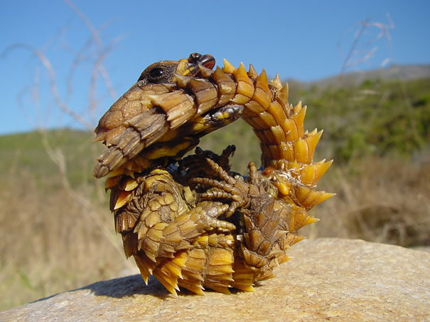 animal, unusual animals, weird, less known animal, less famous animal, endangered animals, strange animals, sea creatures