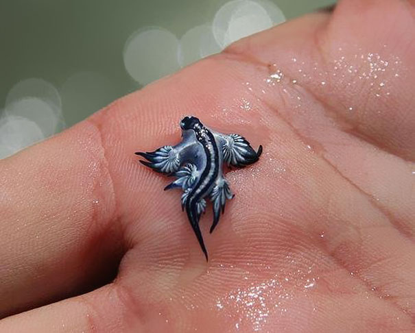 animal, unusual animals, weird, less known animal, less famous animal, endangered animals, strange animals, sea creatures