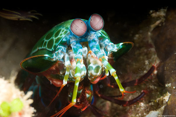 animal, unusual animals, weird, less known animal, less famous animal, endangered animals, strange animals, sea creatures