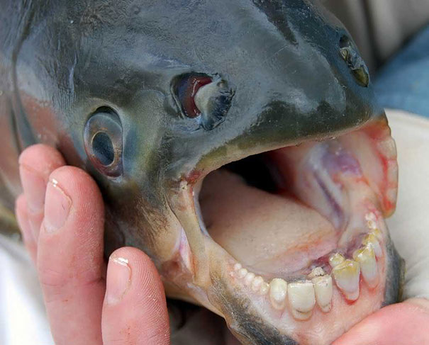 animal, unusual animals, weird, less known animal, less famous animal, endangered animals, strange animals, sea creatures