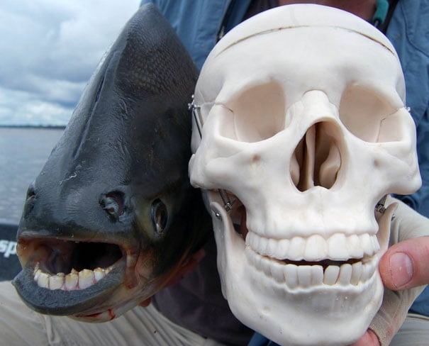 animal, unusual animals, weird, less known animal, less famous animal, endangered animals, strange animals, sea creatures