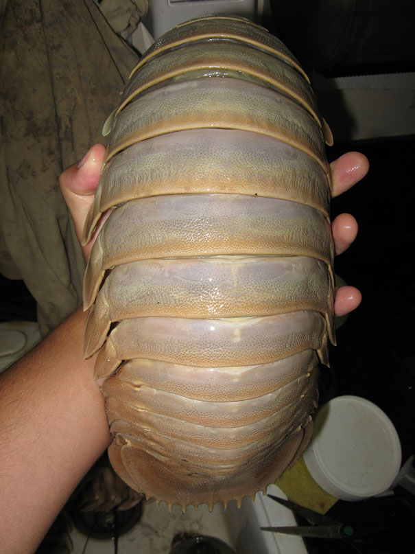 animal, unusual animals, weird, less known animal, less famous animal, endangered animals, strange animals, sea creatures