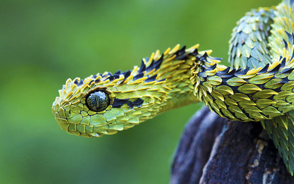 animal, unusual animals, weird, less known animal, less famous animal, endangered animals, strange animals, sea creatures