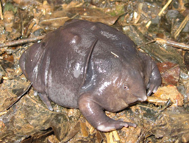 animal, unusual animals, weird, less known animal, less famous animal, endangered animals, strange animals, sea creatures