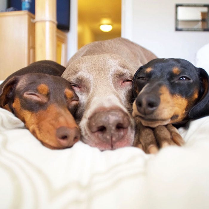 Cute dogs, sleeping buddies, harlow, harlow and sage, indiana, reese, sage, weimaraner, animals, dachsund, funny animals, adorable