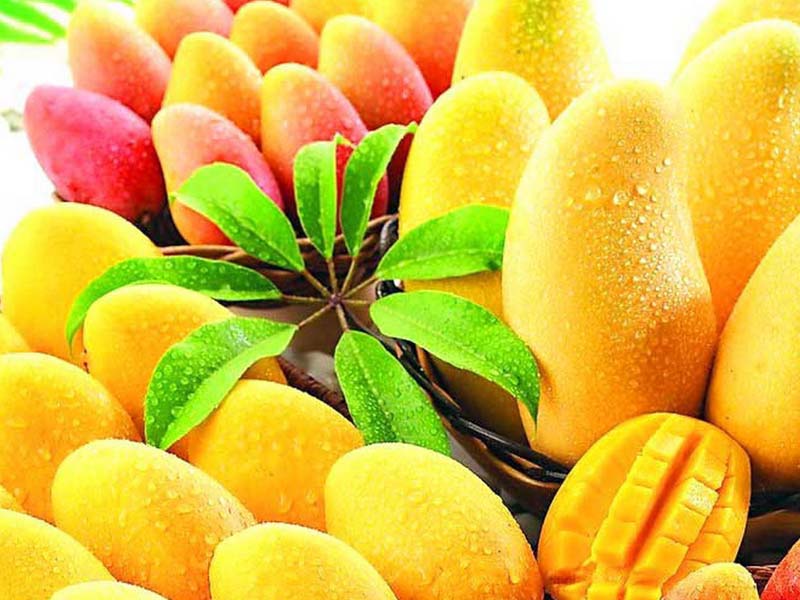 mango , alphanso mango , mango health benefits, mango benefits, aam , aam ke fayde, health facts, mango skin benefits