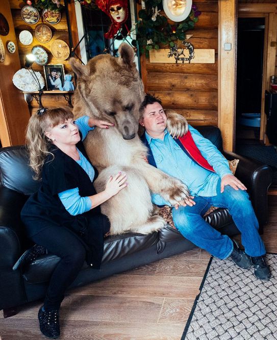 russia, russian, amazing, animal, bear, pet bear, adoption bears, wtf, omg, moscow