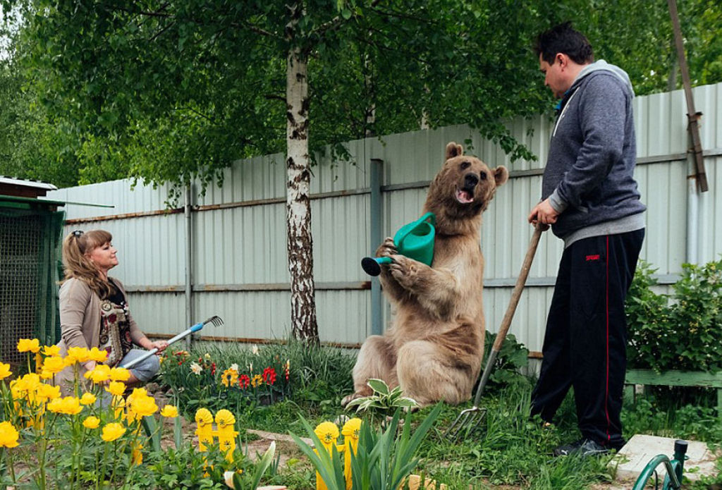 Russia, russian, amazing, animal, bear, pet bear, adoption bears, wtf, omg, moscow