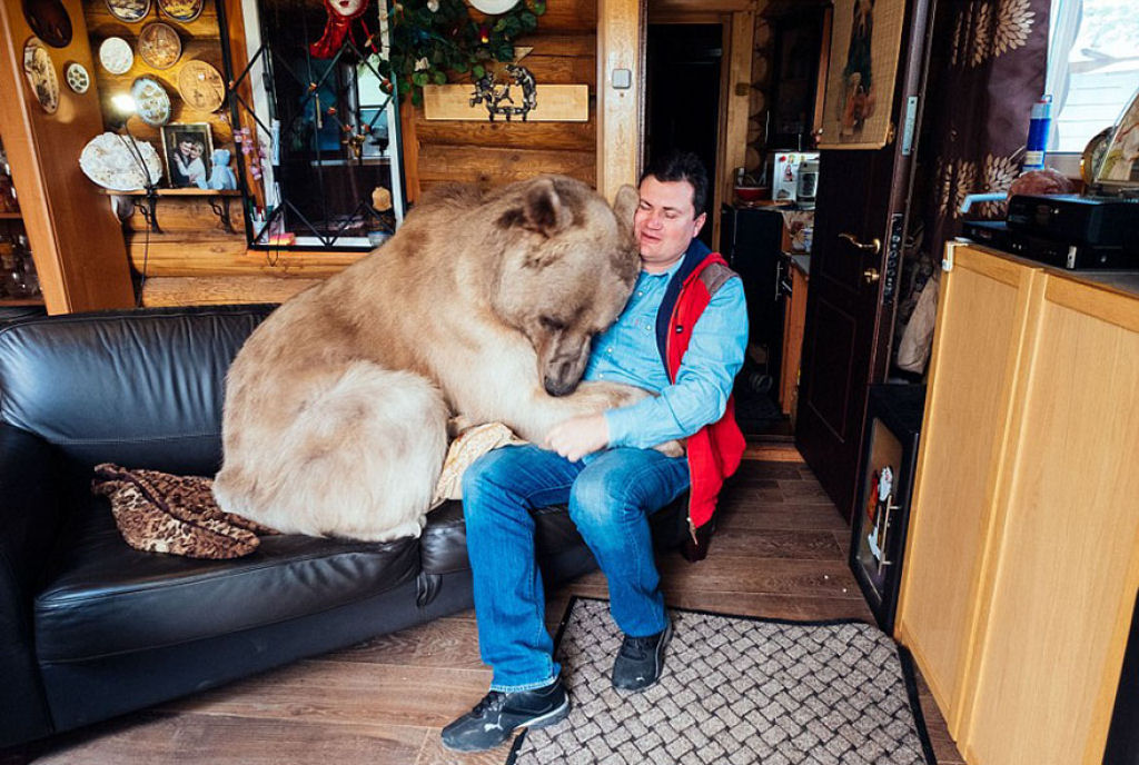 russia, russian, amazing, animal, bear, pet bear, adoption bears, wtf, omg, moscow